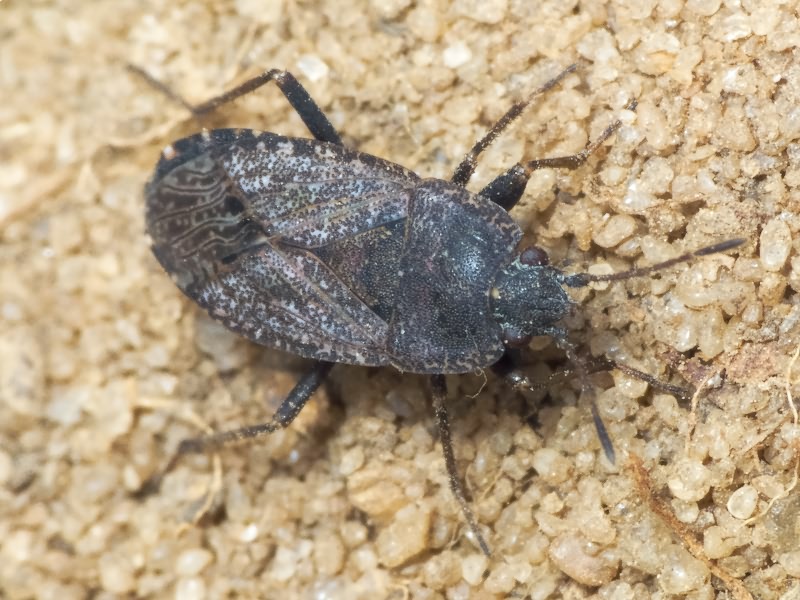 Gonianotus marginepunctatus (Wolff, 1804)